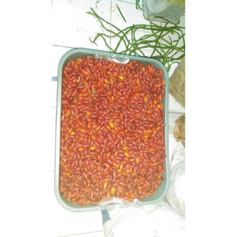 

kulit melinjo fresh mateng dari pohon