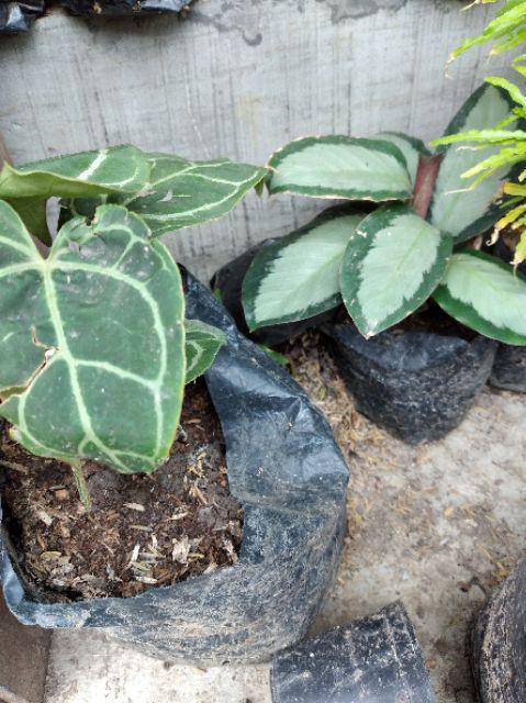 Tanaman Hias Bibit Kuping Gajah - Kuping Gajah