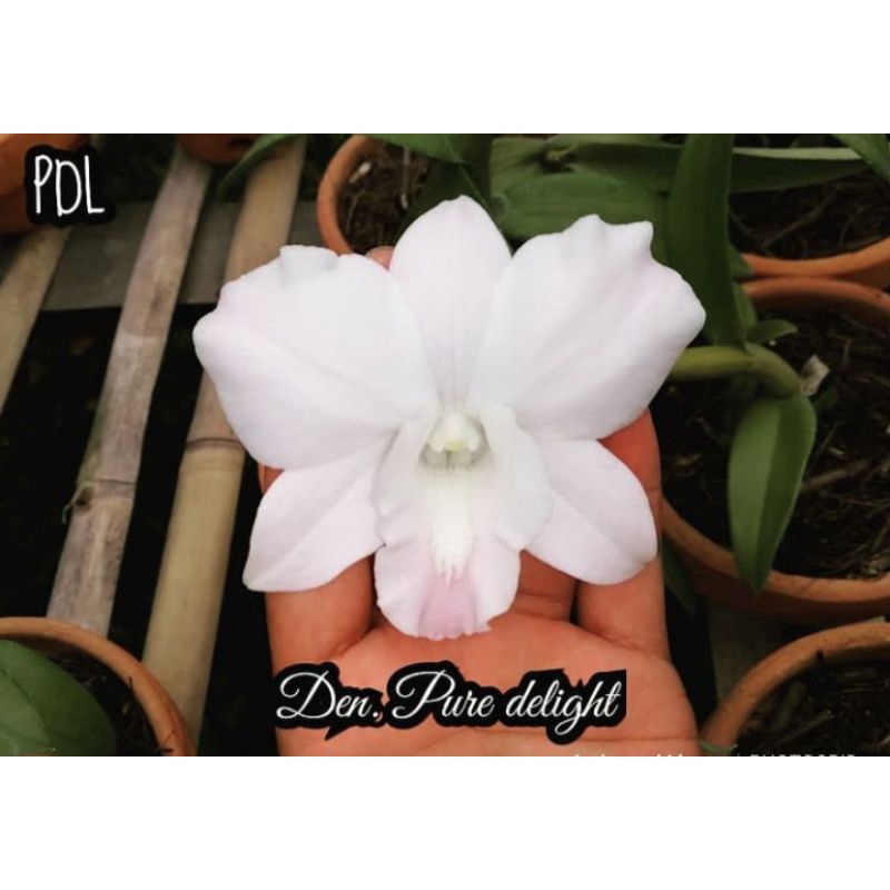 TANAMAN HIAS DENDROBIUM ANGGREK//PURE DELIGHT