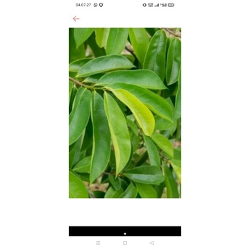 

100 (lembar daun sirsak) segar