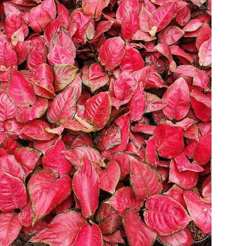 New Product|SQ23|Aglonema Red Anjamani Rimbun