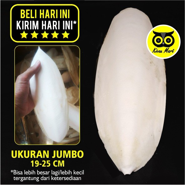 TULANG SOTONG SUPER JUMBO ASINAN PAKAN MAKANAN BURUNG KALSIUM MINERAL KENARI LOVEBIRD FALK BCSJS