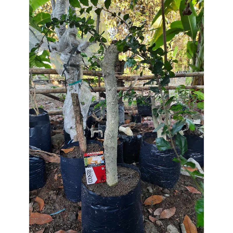 bahan bonsai serut xl