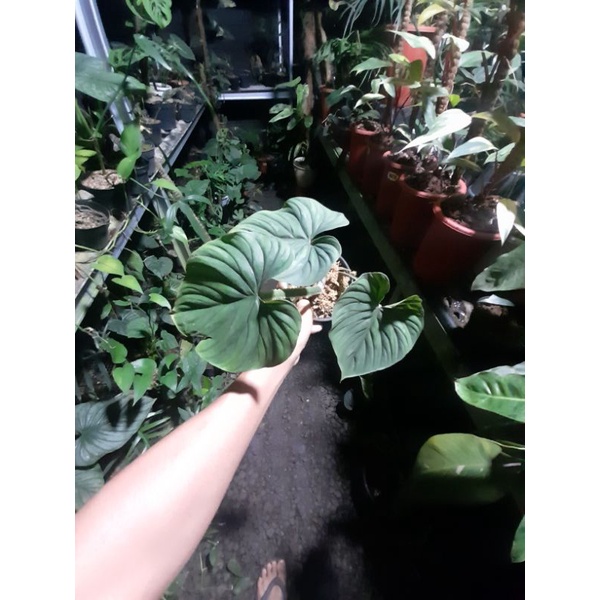 Philodendron plowmani