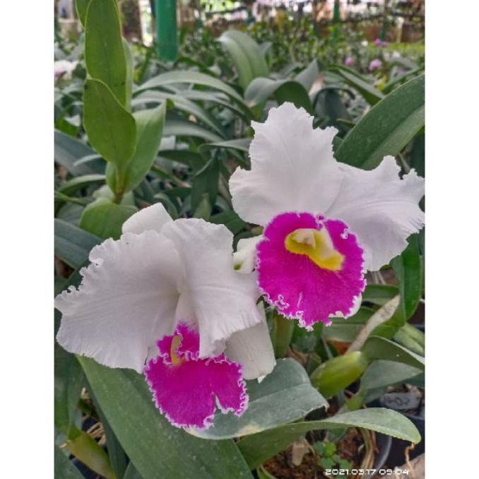 PROMO BARU Anggrek Cattleya Hybrid Dewasa Siap Berbunga Cattleya bunga besar