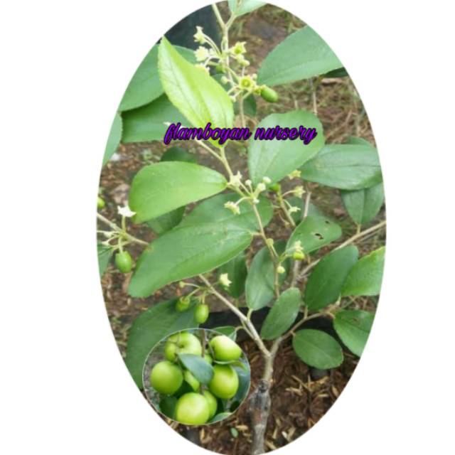 Apel futsa berbuah/berbunga