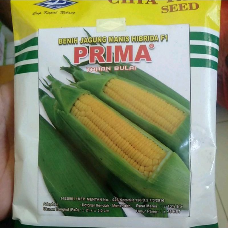 Benih jagung manis Prima 250 gr