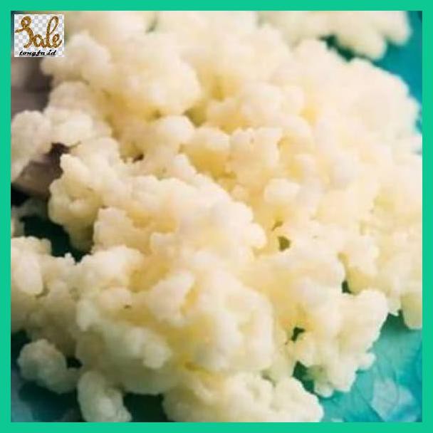 Balankeke- Grain Kefir Susu / Kefir Susu /Bibit Kefir Untuk Pemula,10Grm -Aslii.