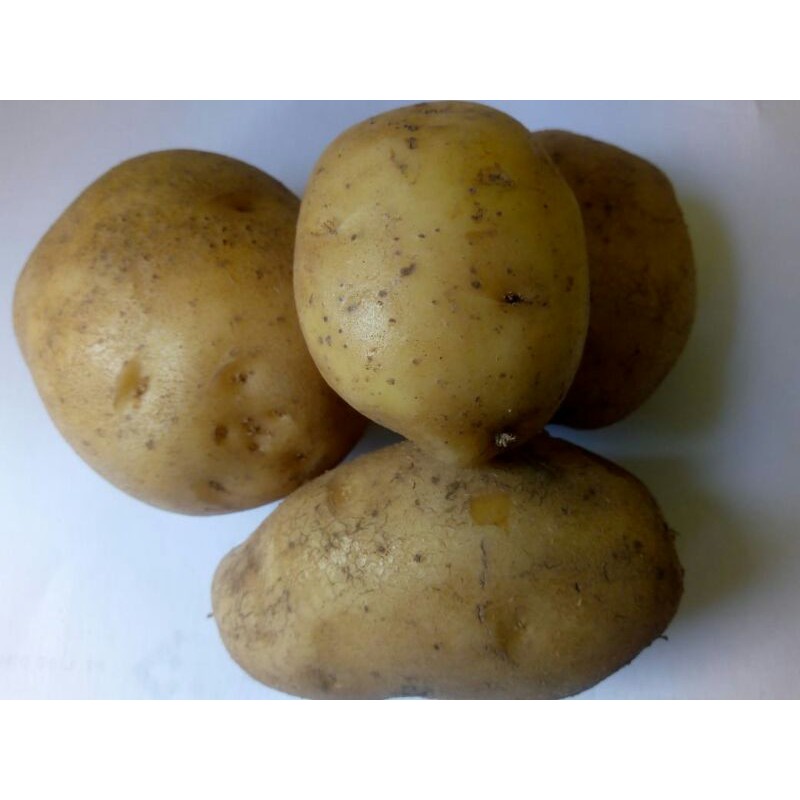 

Kentang Lokal ( 1 kg )