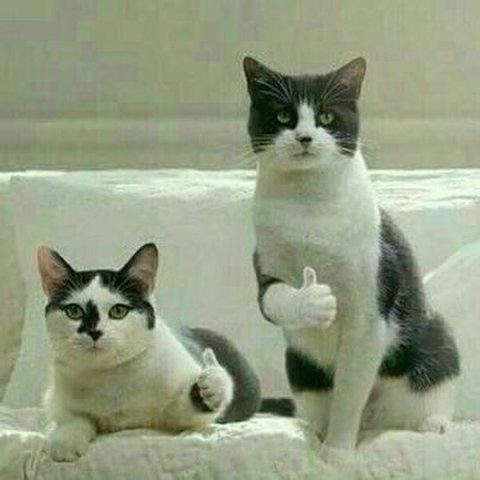 Regulator Winn Gas W 181 Nm High Pressure