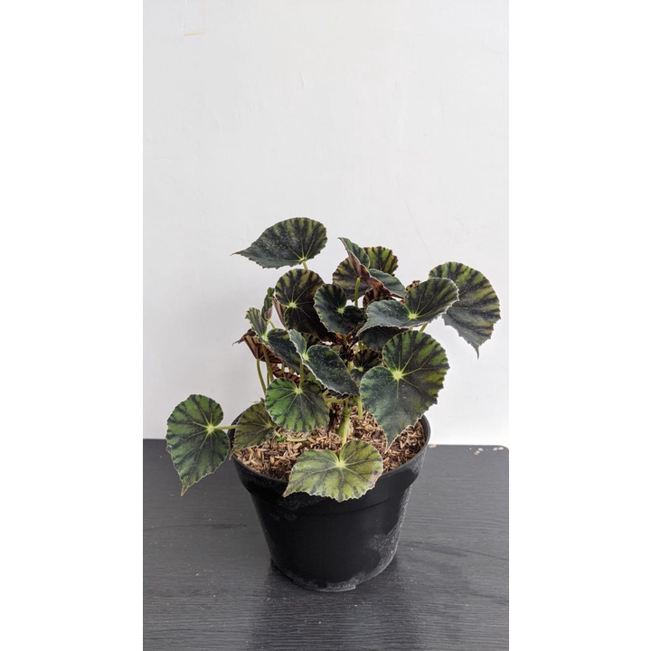 Tanaman Hias begonia kerang - bibit begonia kerang - BakulKembang