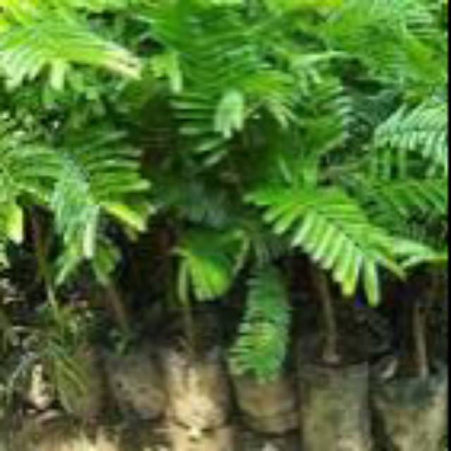 Bibit Petai Super Unggul