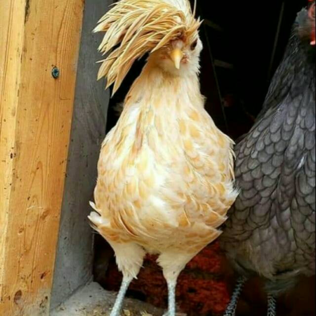 

Ayam langka