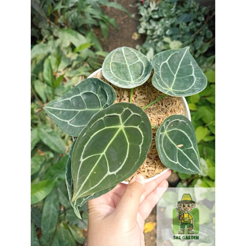 Anthurium Forgetii Ori