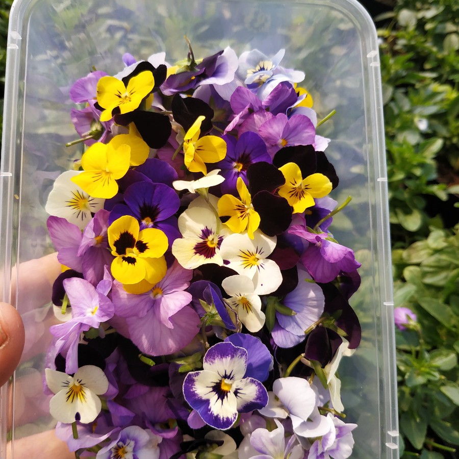 

Bunga Edibel / Edible Flower Viola Edible Garnish Kembang Hias