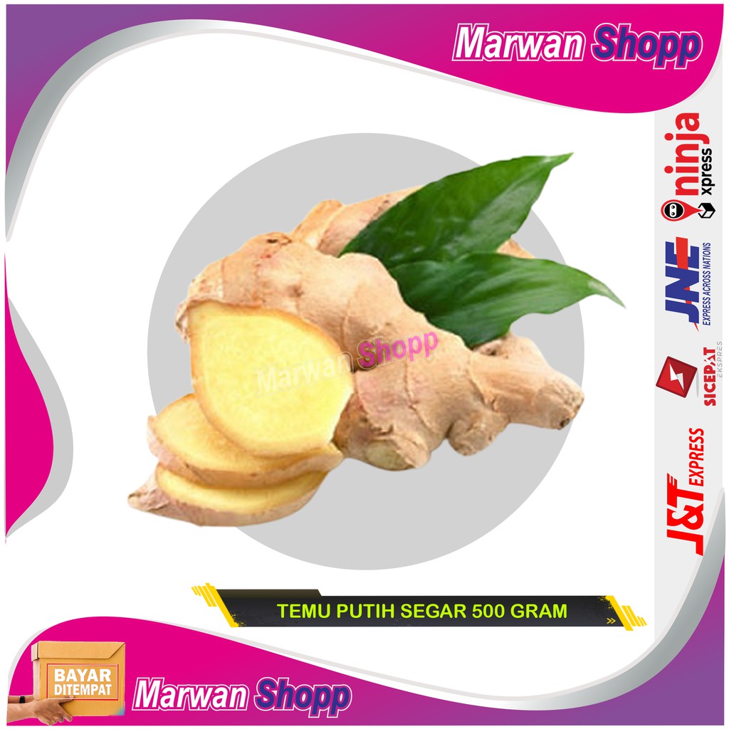 

TEMU PUTIH SEGAR 500 GRAM CURCUMA ZEDOARIA FRESH KUNYIT KUNIR PUTIH TERMURAH MARWAN SHOPP