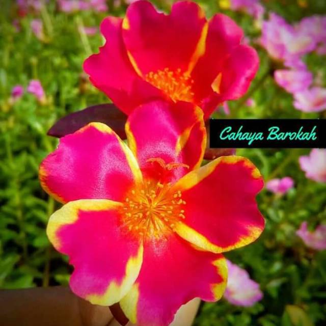 Krokot duna siyam red