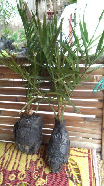 New Produck!! Pohon Kurma Azwa Jantan Dan Betina - Kl 1