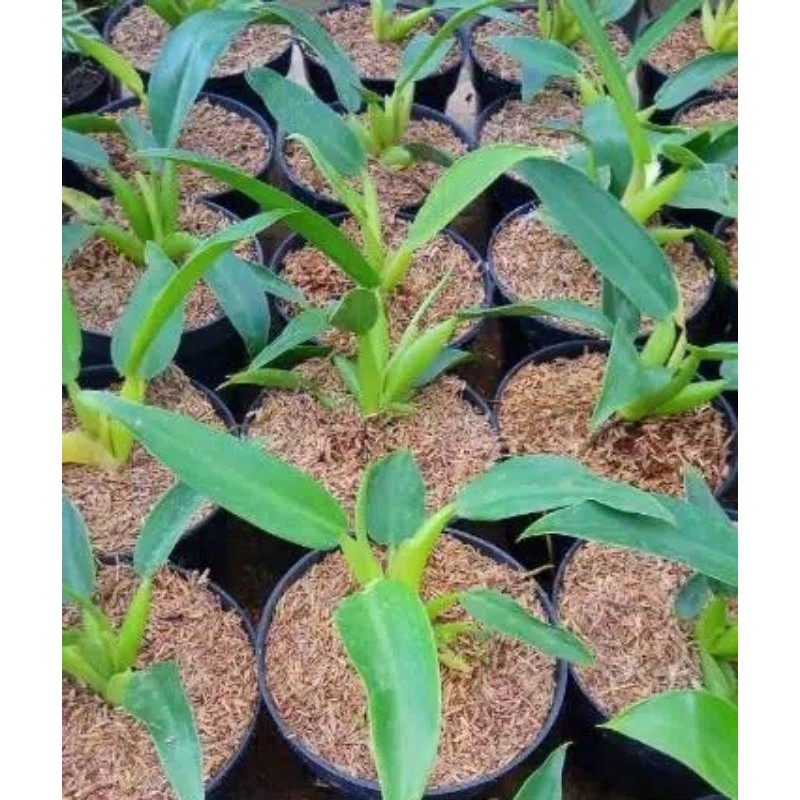 Bibit tanaman pilo katak