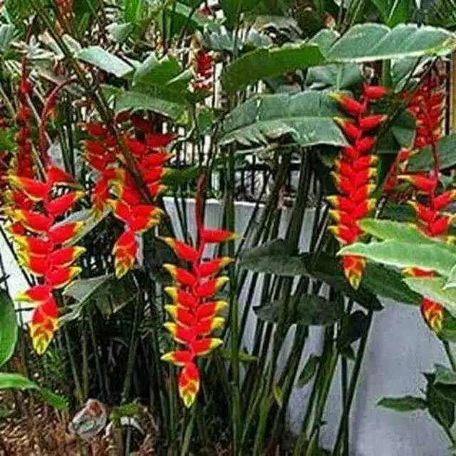 Tanaman hias pisang Pisangan / pisang hias