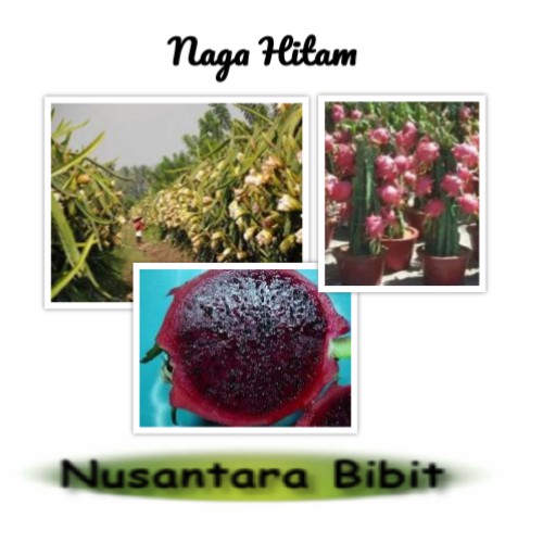 Bibit Buah Naga Hitam