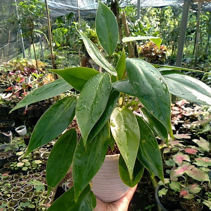 TANAMAN HIAS PHILLO DENDRON GREEN EMERALD /  Bunga DEKORASI Murah rimbun