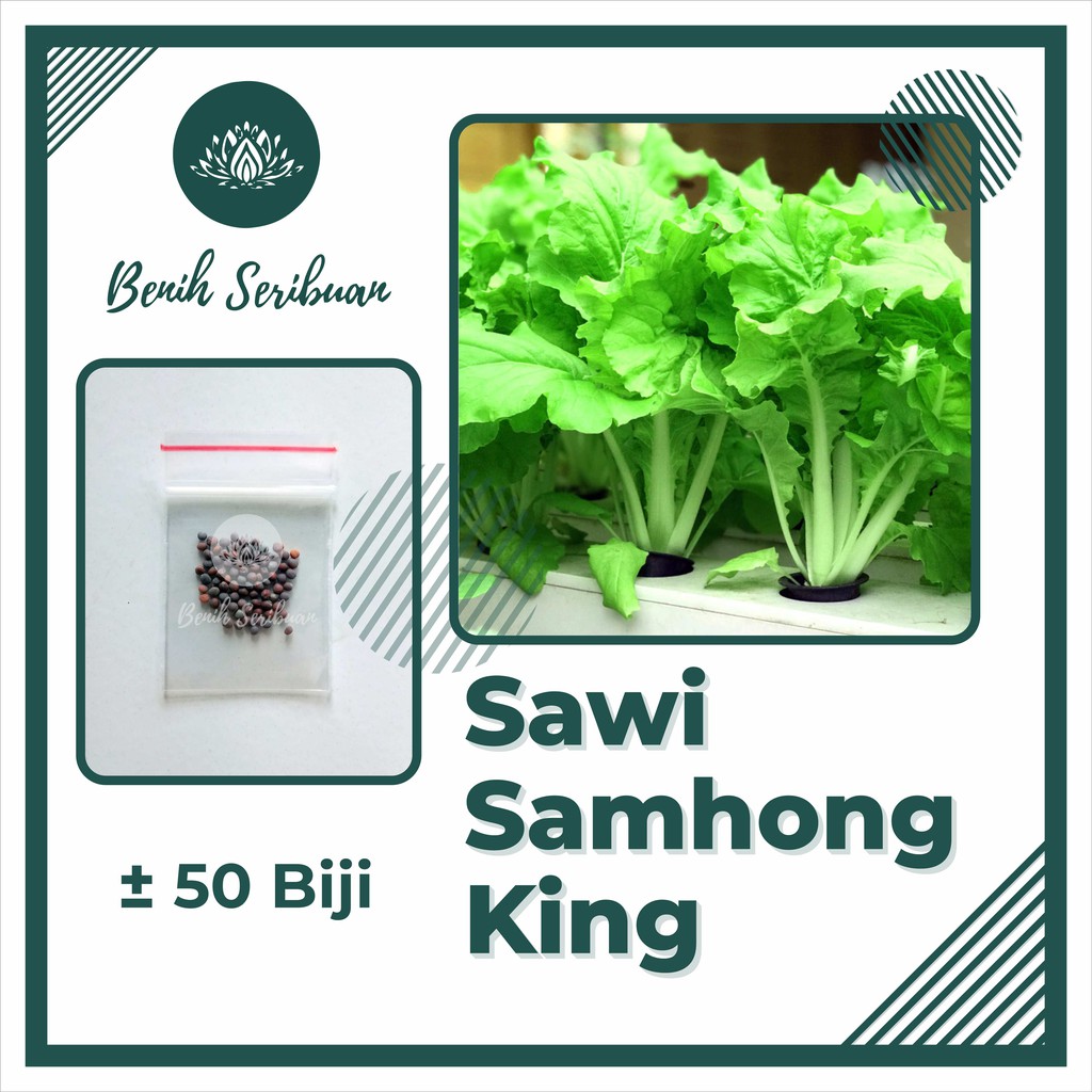 50 Biji Benih Sawi Samhong King Keriting F1 Hibrida Sayuran Bibit Tanaman Sayur Unggul