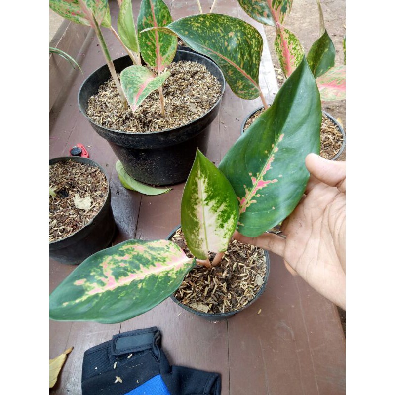tanaman hias aglnema kochin tembaga-kochin tembaga-bibit pohon aglonema kochin tembaga 3-4 daun
