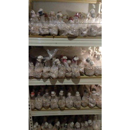 Bibit Jamur Tiram Sayuran Unggul F2 Media Tanam Jamur Tiram Kemasan Pack Media Milet Dan Media Jagun