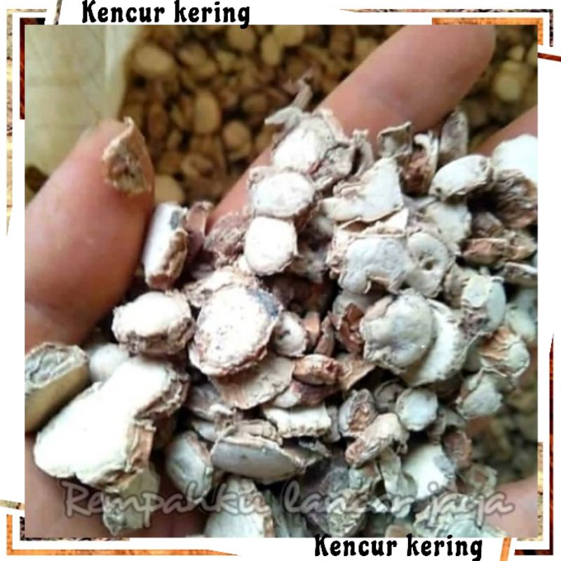 KENCUR KERING 1KG