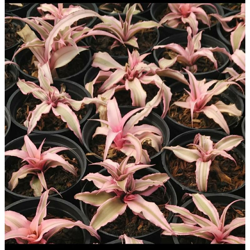 Tanaman hias Bromelia Cryptantus pink mini - bromelia pink
