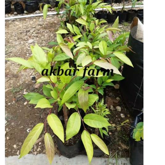 

New Arival bibit pohon mareme sudah tumbuh akar beli 5 gratis 1 #Terbagus