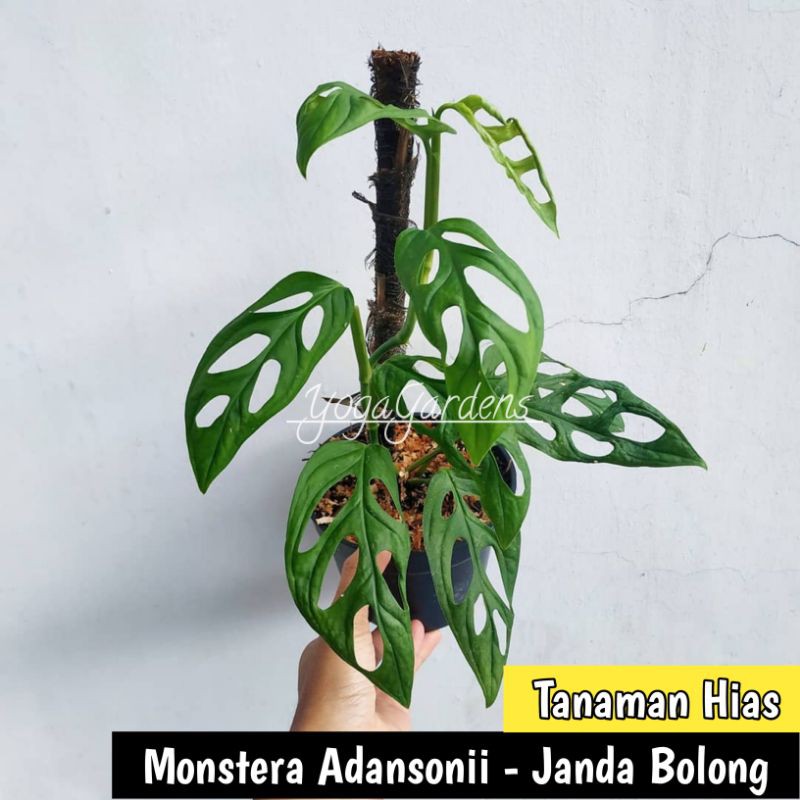 tanaman hias janda bolong - Janda Bolong - tanaman janda bolong murah