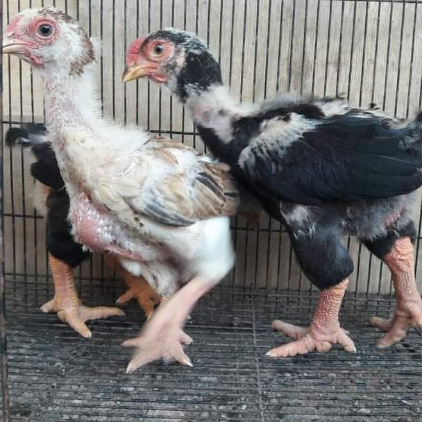 Ayam Dong Tao Kaki Gajah Import Vietnam