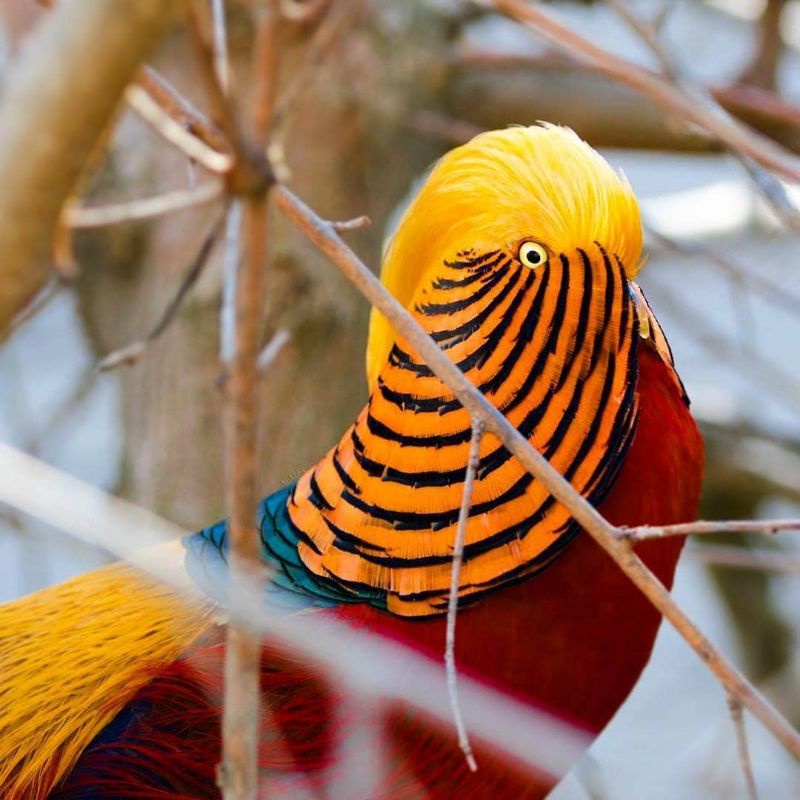 

(telur ayam hias golden pheasant) untuk di tetaskan original