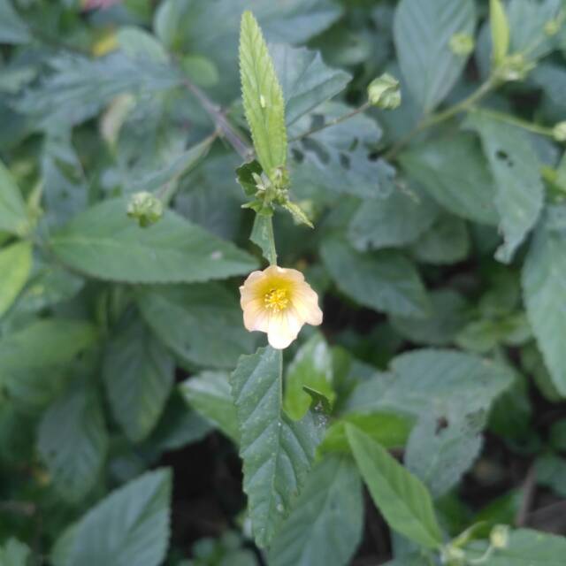 

DAun herbal sadaguri / 300gram untuk kesehatan