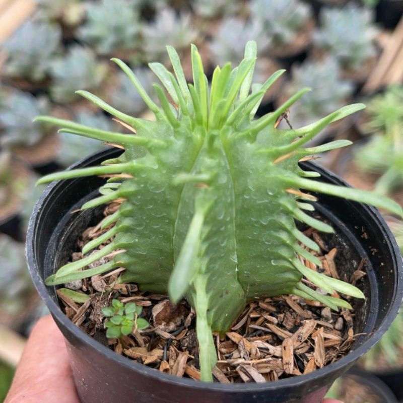 Kaktus Euphorbia Cumi