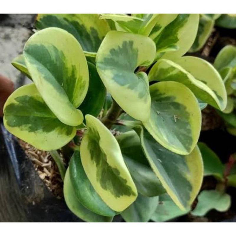 Peperomia varigata