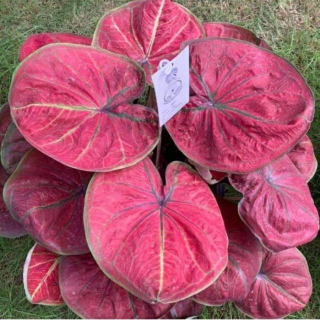 Foxteppbx5 store logo