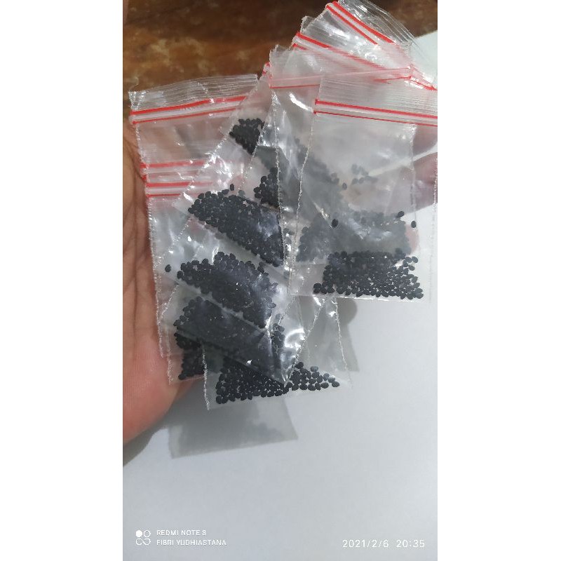 biji kaktus koboi tanpa duri