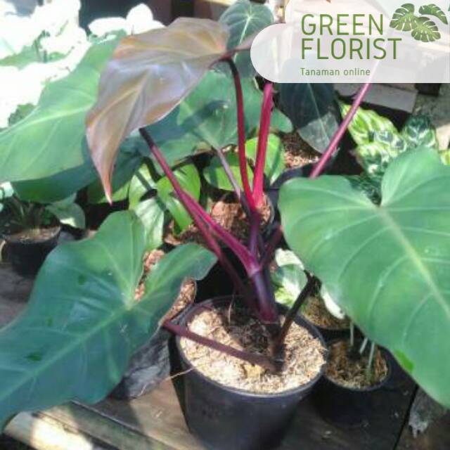 Tanaman hias philodendron dark lord-philo dark lord