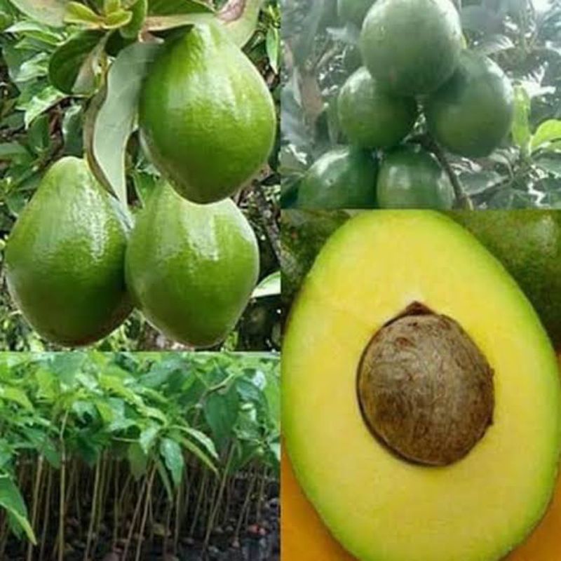 bibit alpukat miki jumbo