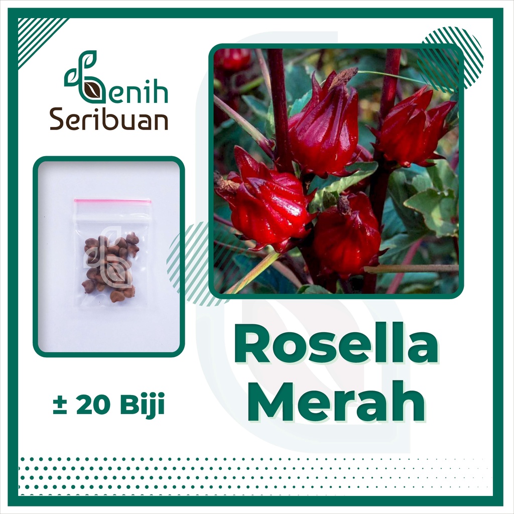 20 Bibit Bunga Rosella Merah Benih Biji Red Rosela Tanaman Herbal Unggul Kualitas Premium