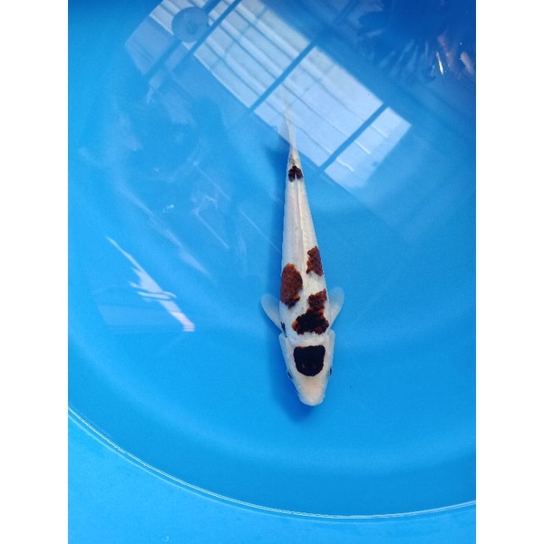 koi goromo 25 cm