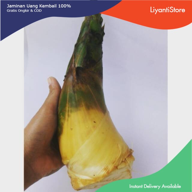 

Rebung Bambu Kuning Tunas Bambu SEGAR Asli 1 Kg