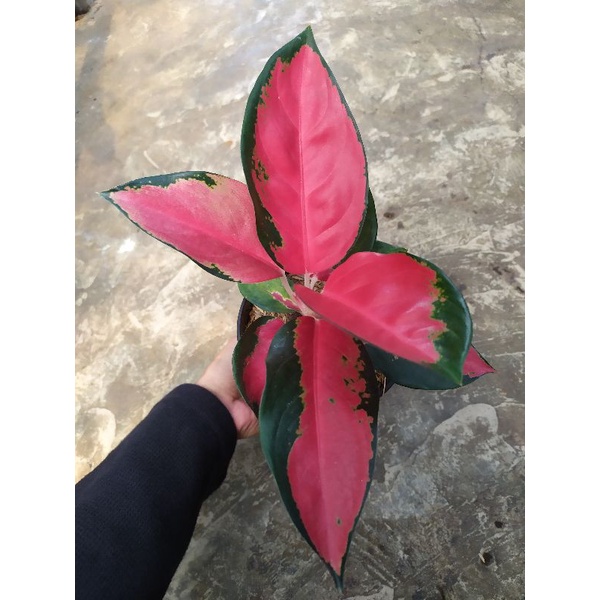 Aglonema Suksom Lilin