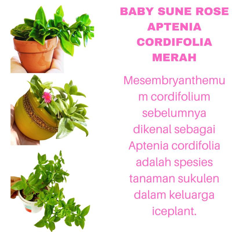 PROMO PAKET 3 TANAMAN HIAS BUNGA BABY SUNE ROSE APTENIA CORDIFOLIA MERAH KUALITAS SUPER | COD