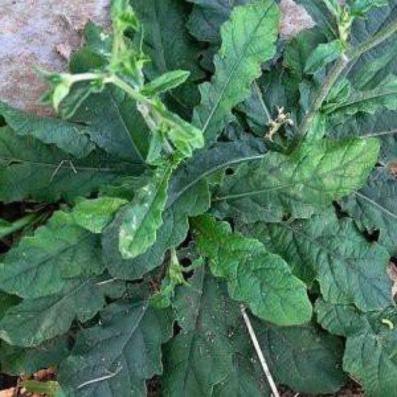 

Tanaman Tapak Liman untuk hias dan herbal / pohon
