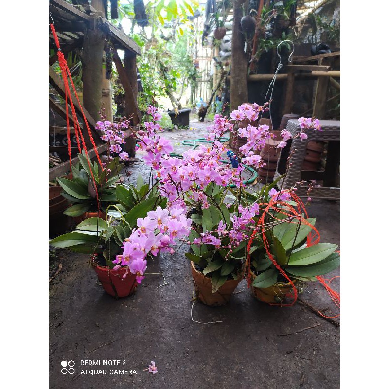 anggrek doritis lidah merah
