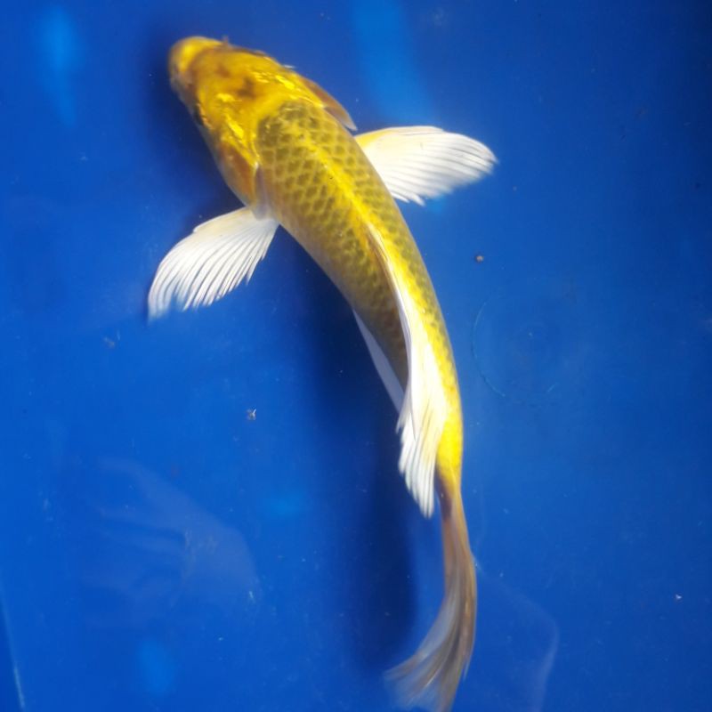 Ikan Hias Koi Blitar Kumpay Metalic Hariwake Ogon Matsuba